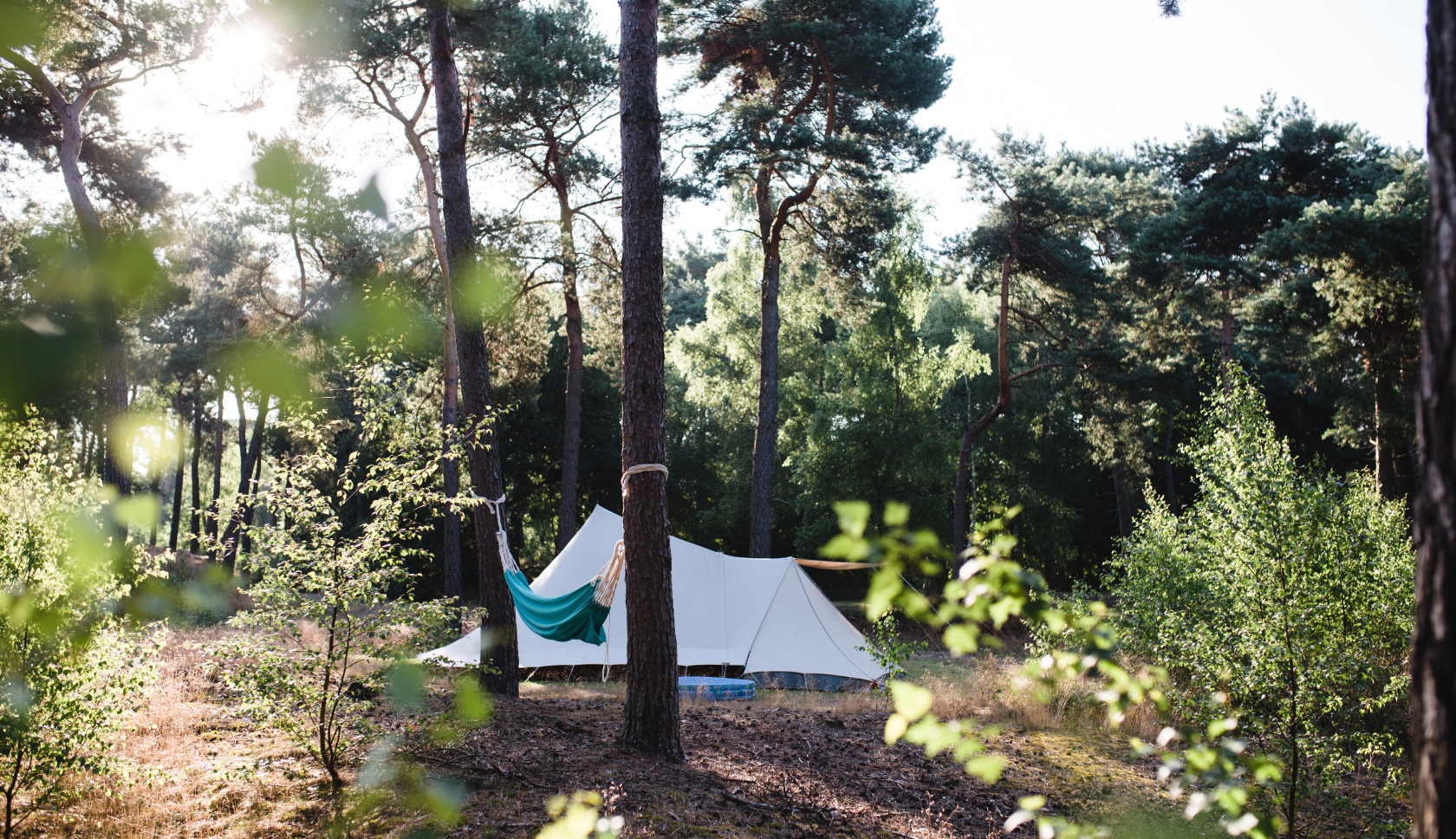Een roze kleurend heidelandschap op de Veluwe