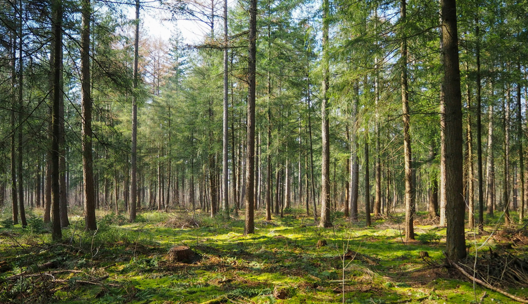 Een roze kleurend heidelandschap op de Veluwe