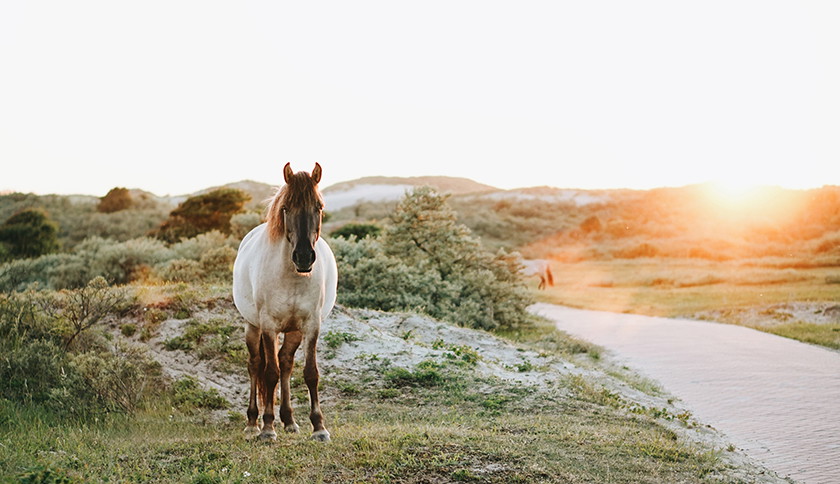 Paard loopt over Kennemerduinen