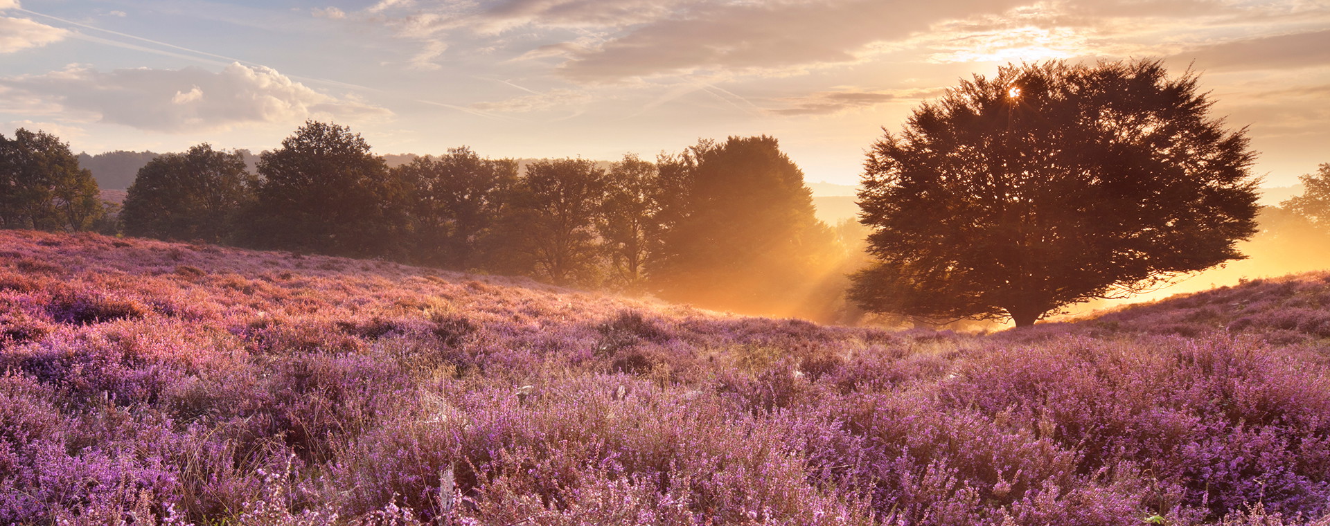Wandelen over de heide: 5x de mooiste heideroutes