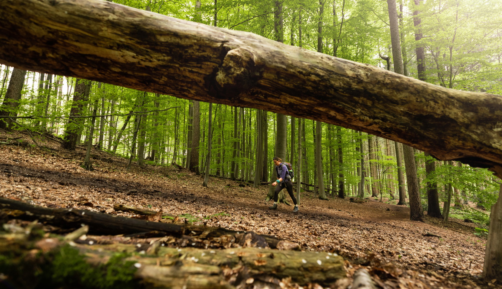 Wandelaar loopt door een dicht bos onder een omgevallen boomstam