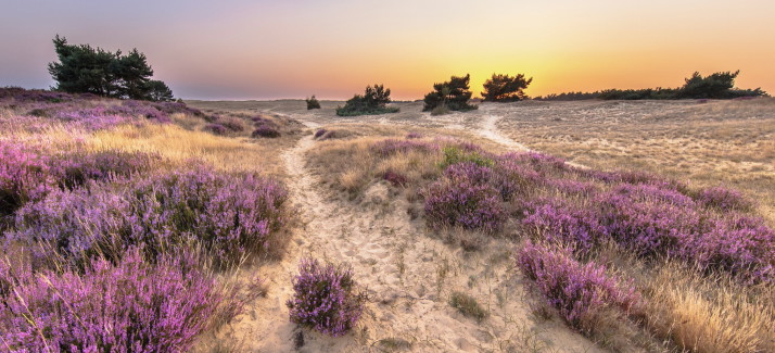 Natuurgebieden in Nederland: de mooiste nationale parken op een rij