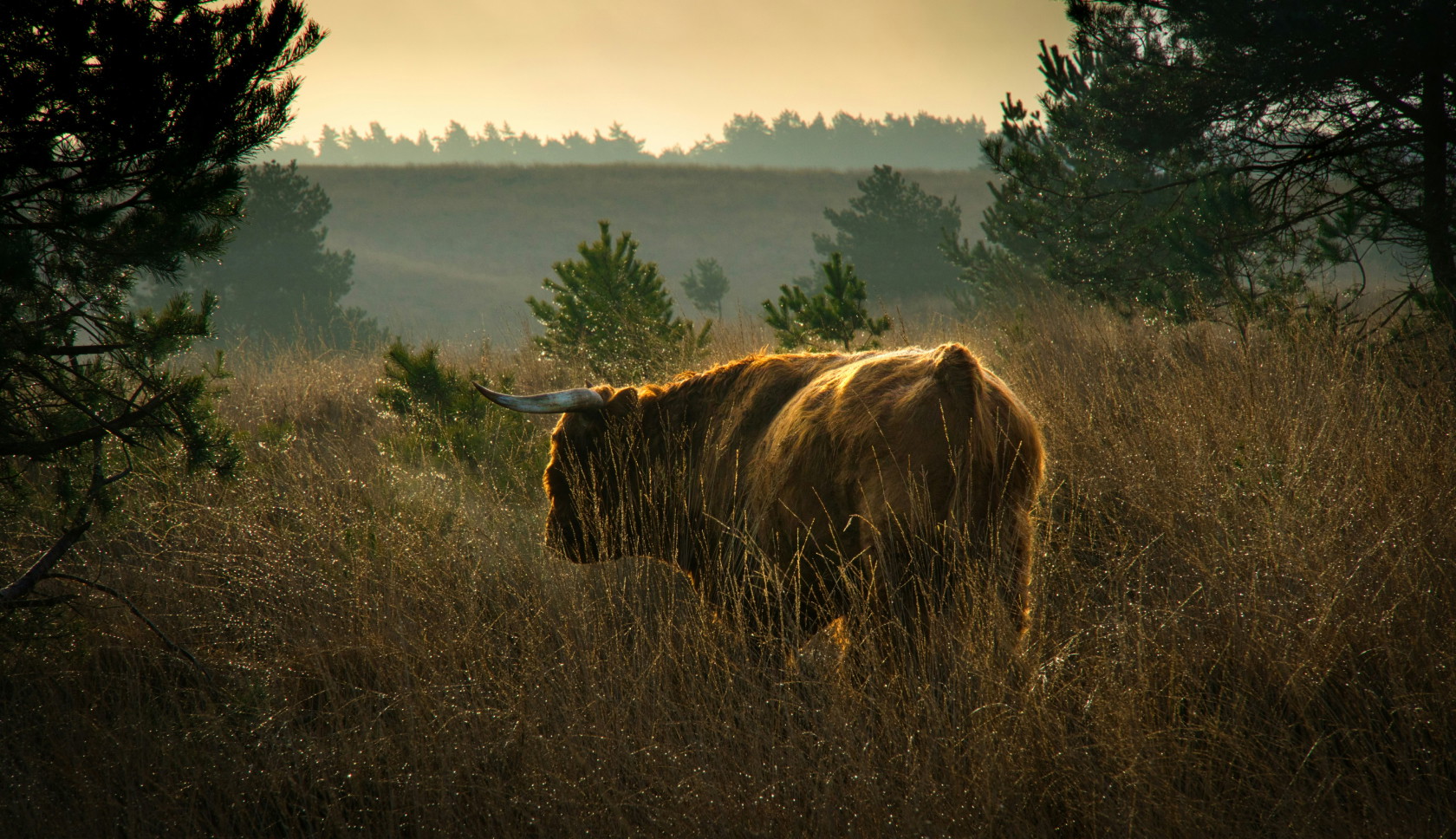 Een schotse hooglander staat in hoog gras tijdens golden hour