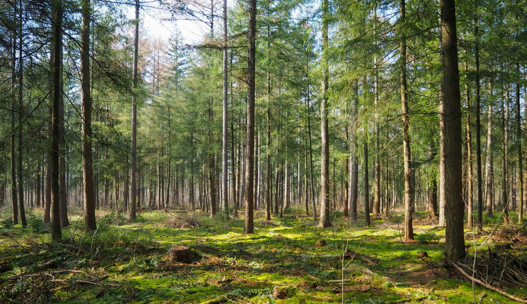 Een bos vol hoge naaldbomen en prachtig groen mos