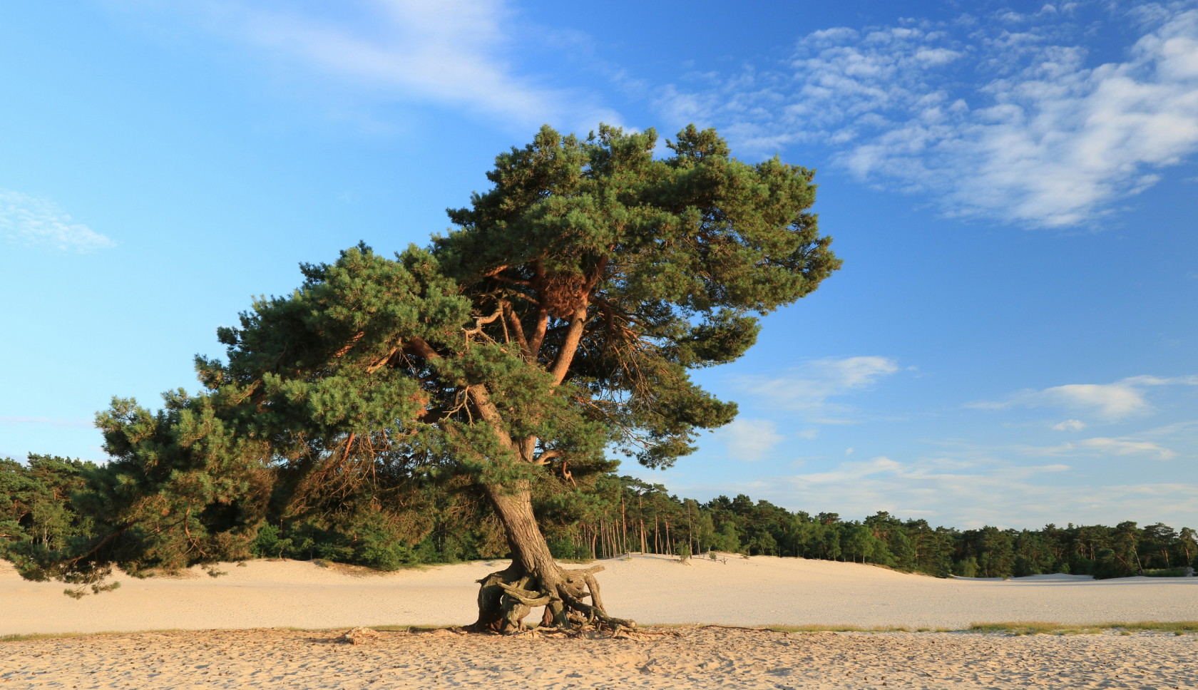 Een grote boom op het mulle zand van de Soesterduinen