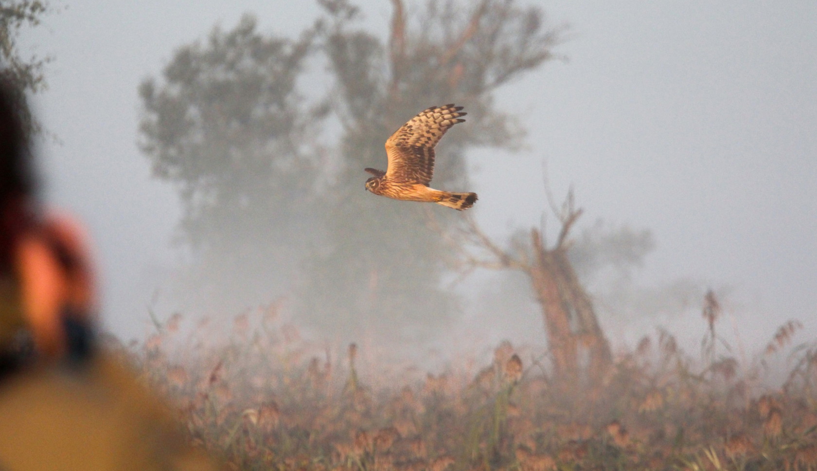 Roofvogel vliegt boven het mistige landschap van de Holle Beetse Vennekampen