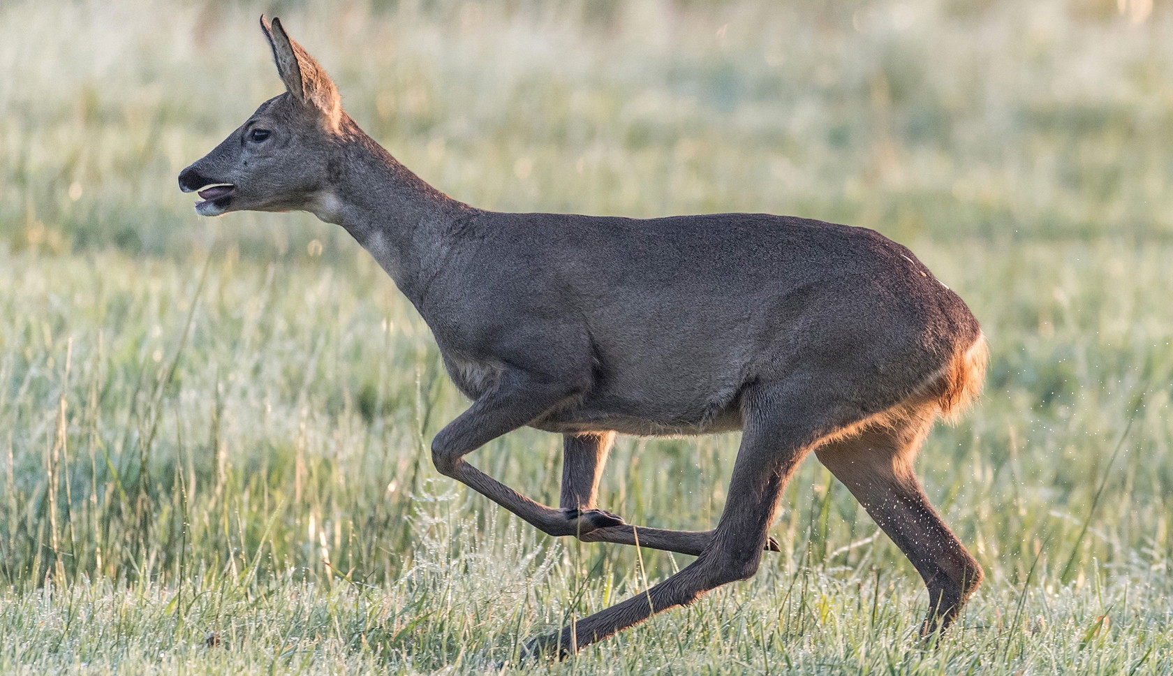 Ree loopt door een open natuurgebied langs Boswachterspad Erfgoedroute in Drenthe