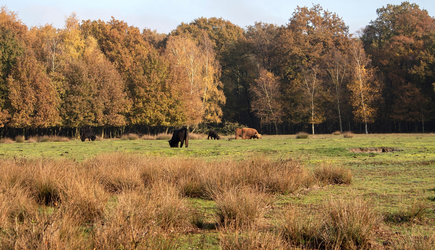 © Lotte Sprenger, Boswachterspad Schadijkse Bossen