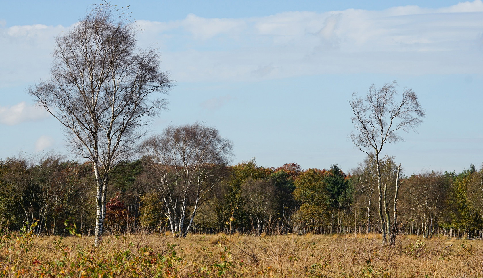 Op Boswachterspad Bos en Heide tref je ongetwijfeld een paar Schotse hooglanders